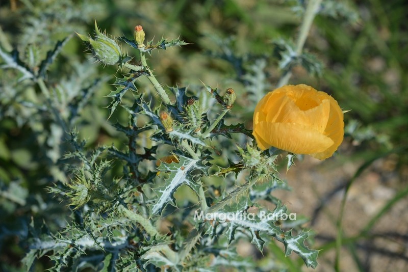 Golden Pricklypoppy
