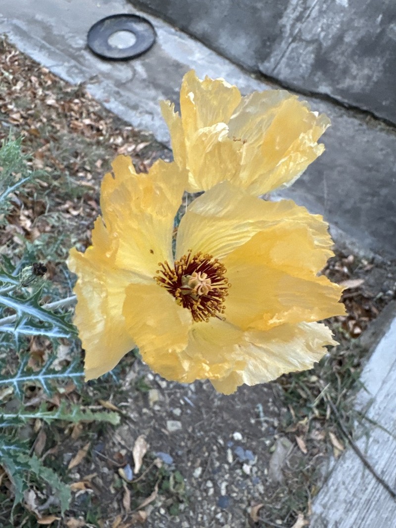 Golden Pricklypoppy photo 2
