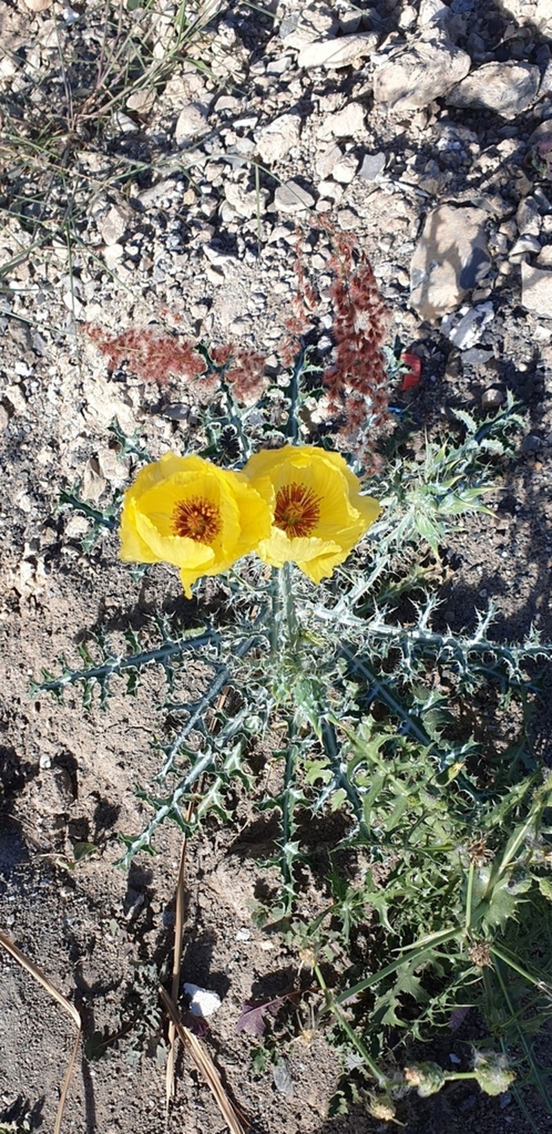 Golden Pricklypoppy photo 3