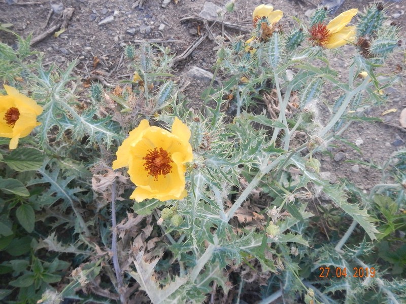 Golden Pricklypoppy photo 4