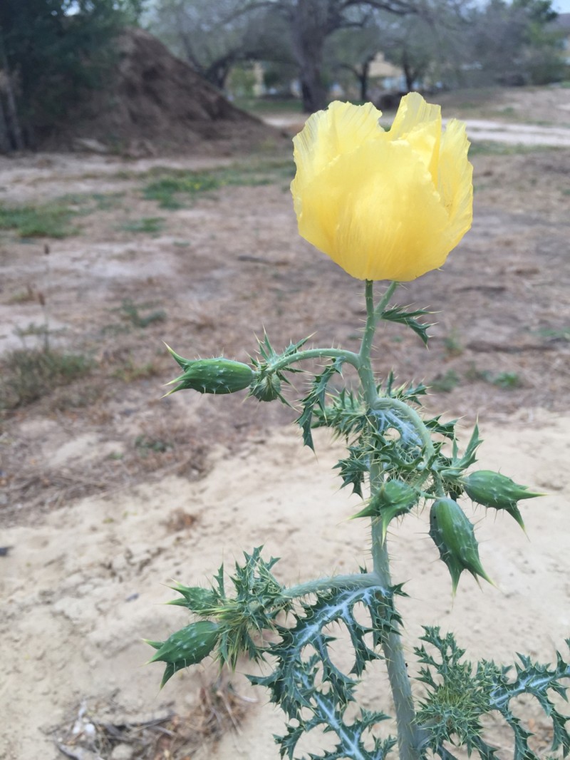Golden Pricklypoppy photo 5