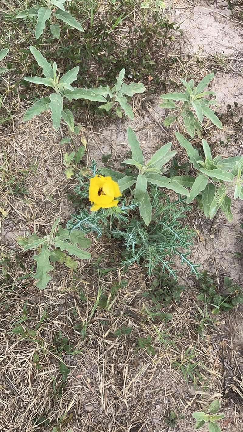 Golden Pricklypoppy photo 6
