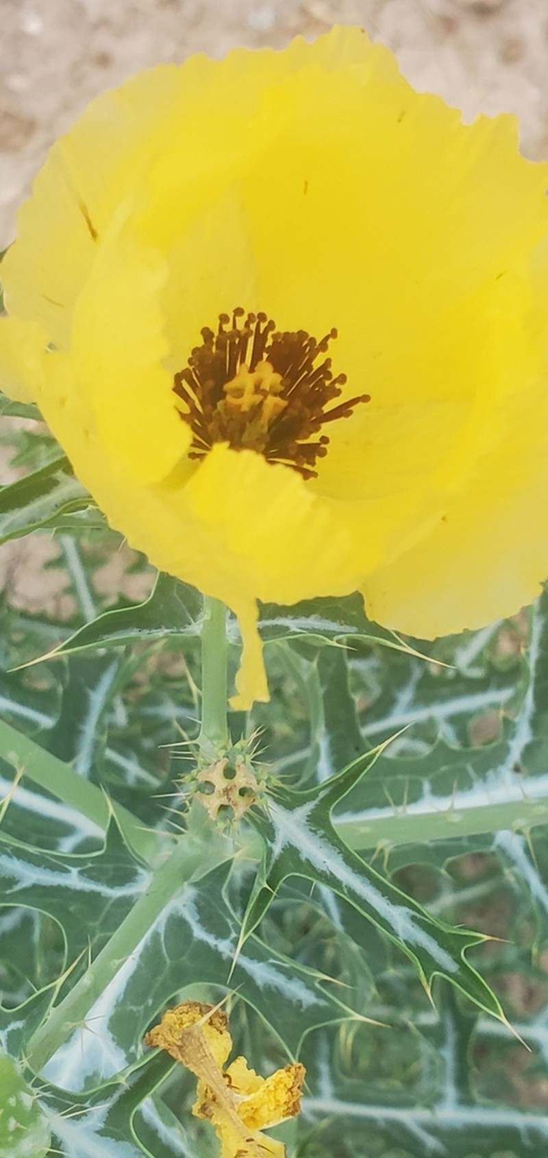Golden Pricklypoppy photo 7