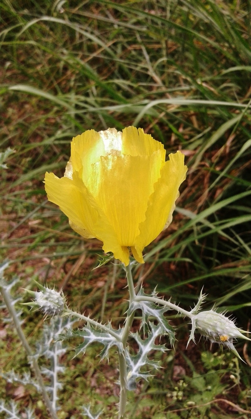 Golden Pricklypoppy photo 8