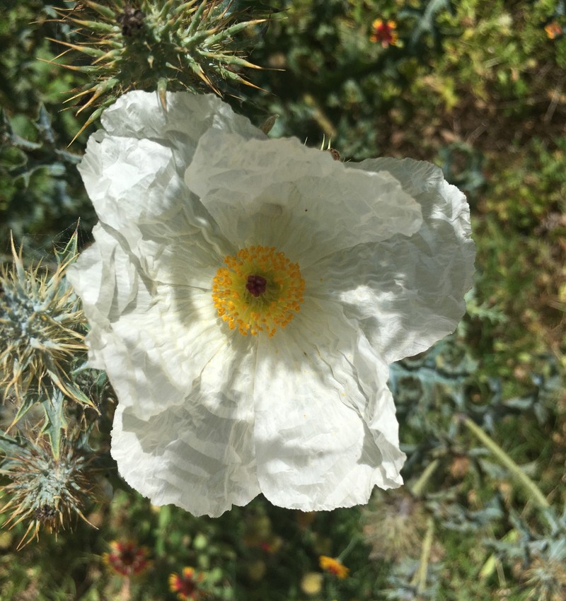 Bluestem Pricklypoppy