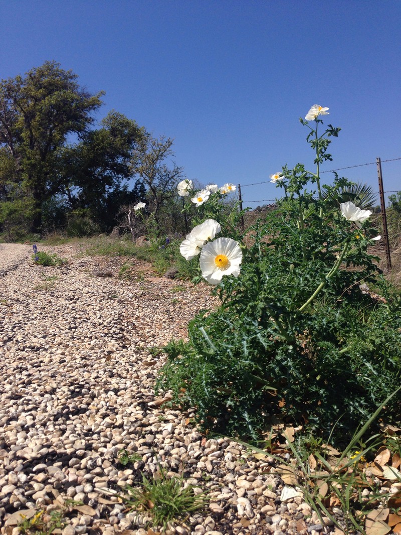 Bluestem Pricklypoppy photo 2