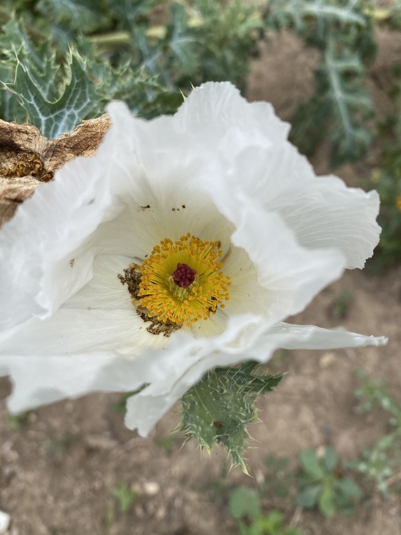 Bluestem Pricklypoppy photo 3