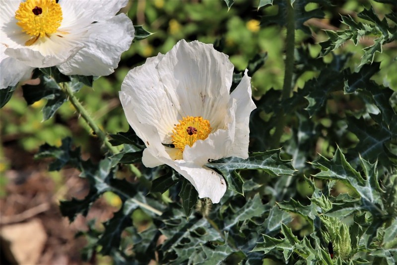 Bluestem Pricklypoppy photo 4