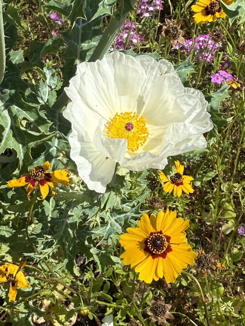 Bluestem Pricklypoppy photo 5