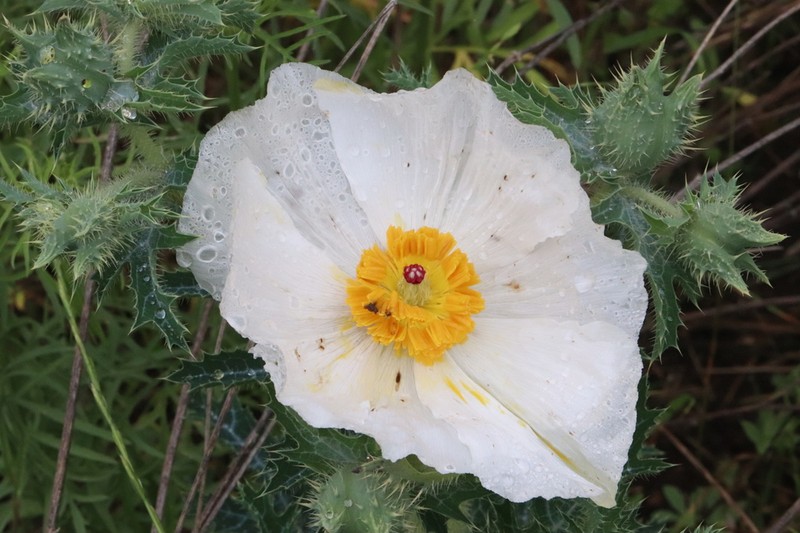Bluestem Pricklypoppy photo 6