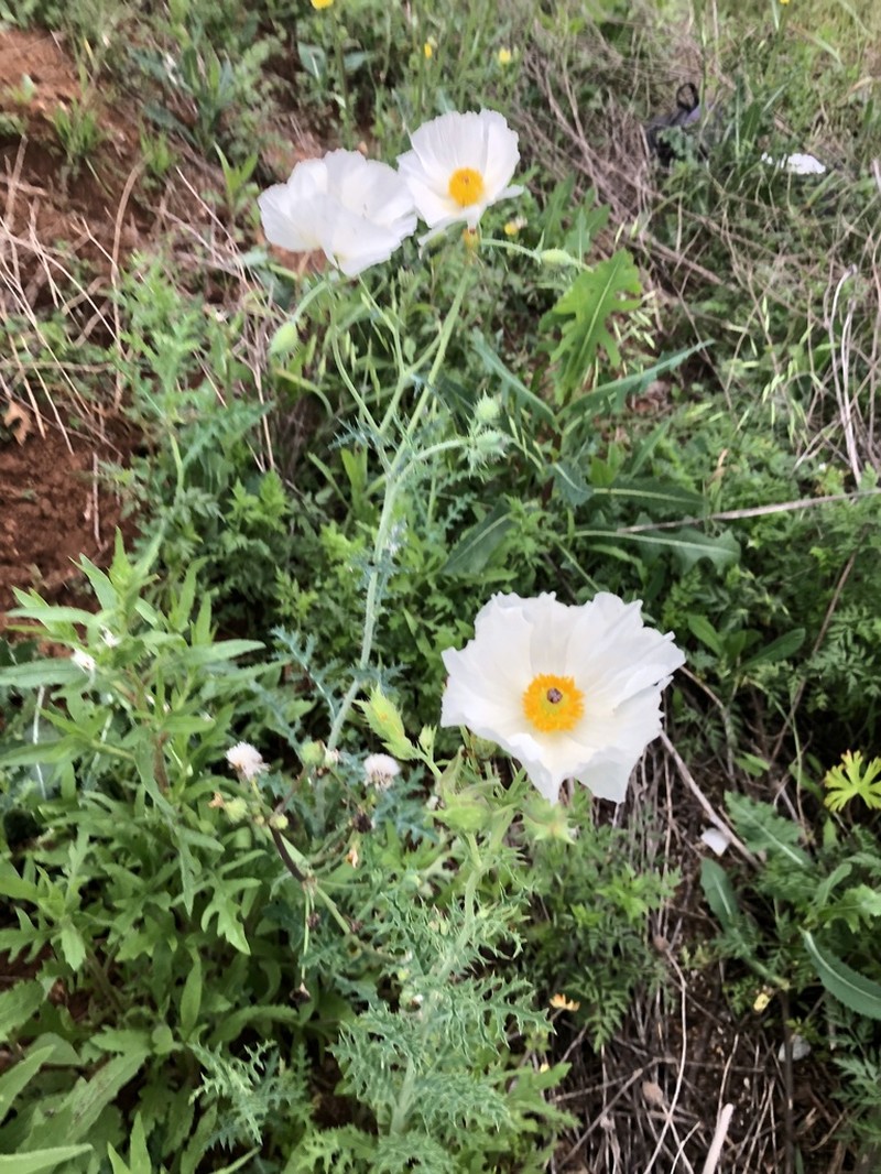 Bluestem Pricklypoppy photo 7