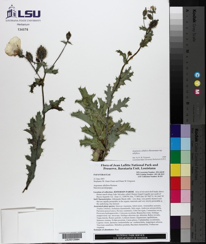Argemone albiflora subsp. albiflora photo 2