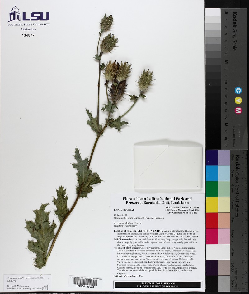 Argemone albiflora subsp. albiflora photo 3