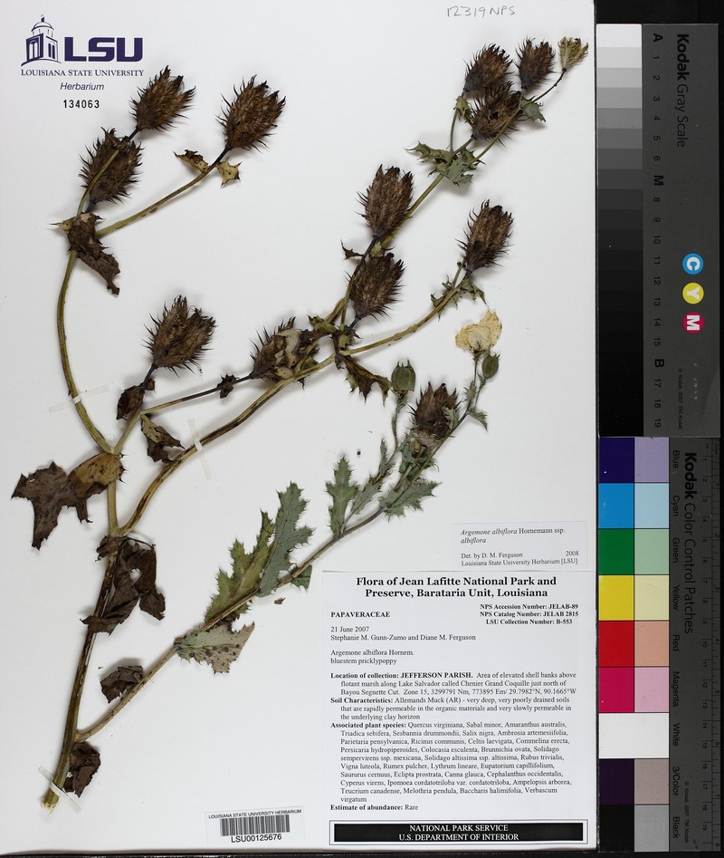 Argemone albiflora subsp. albiflora photo 4