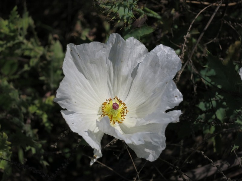 Argemone albiflora subsp. albiflora