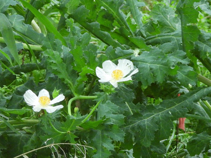 Argemone albiflora subsp. texana