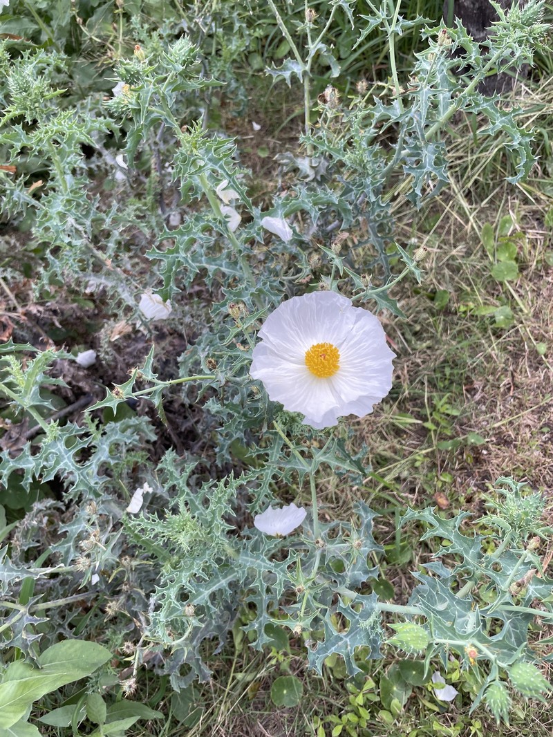 Argemone albiflora subsp. texana photo 2