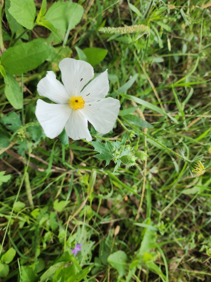 Argemone albiflora subsp. texana photo 3