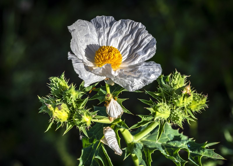 Argemone albiflora subsp. texana photo 4