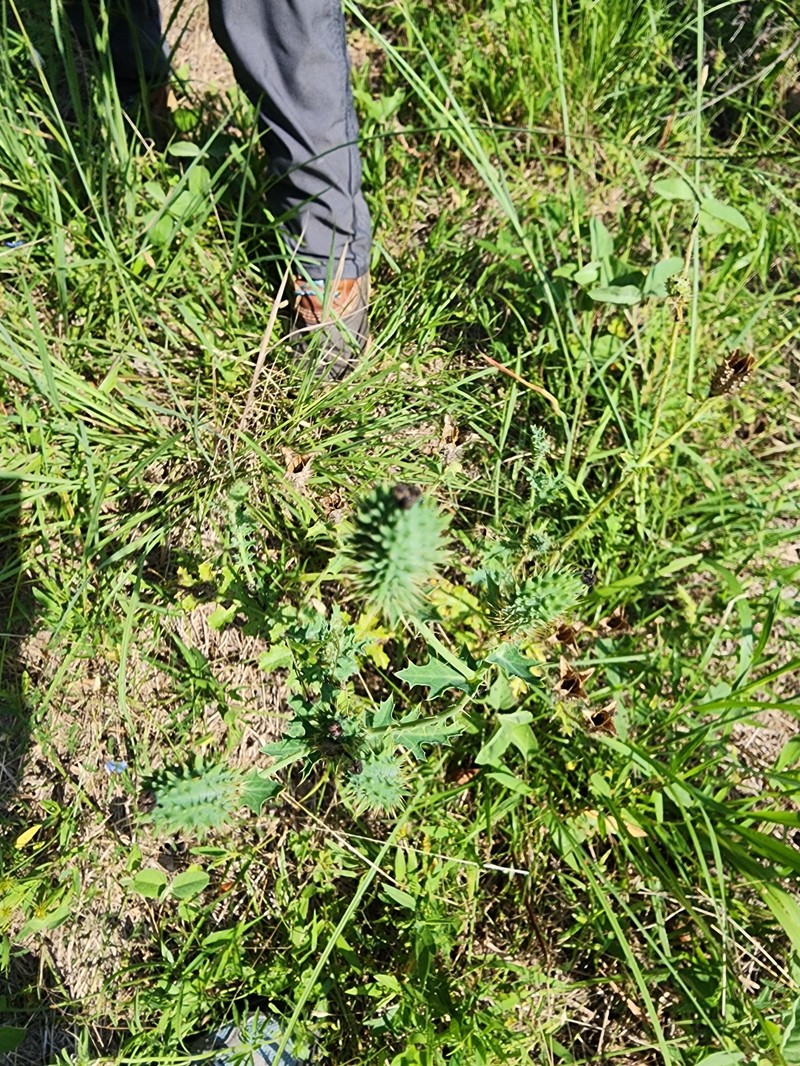 Argemone albiflora subsp. texana photo 5