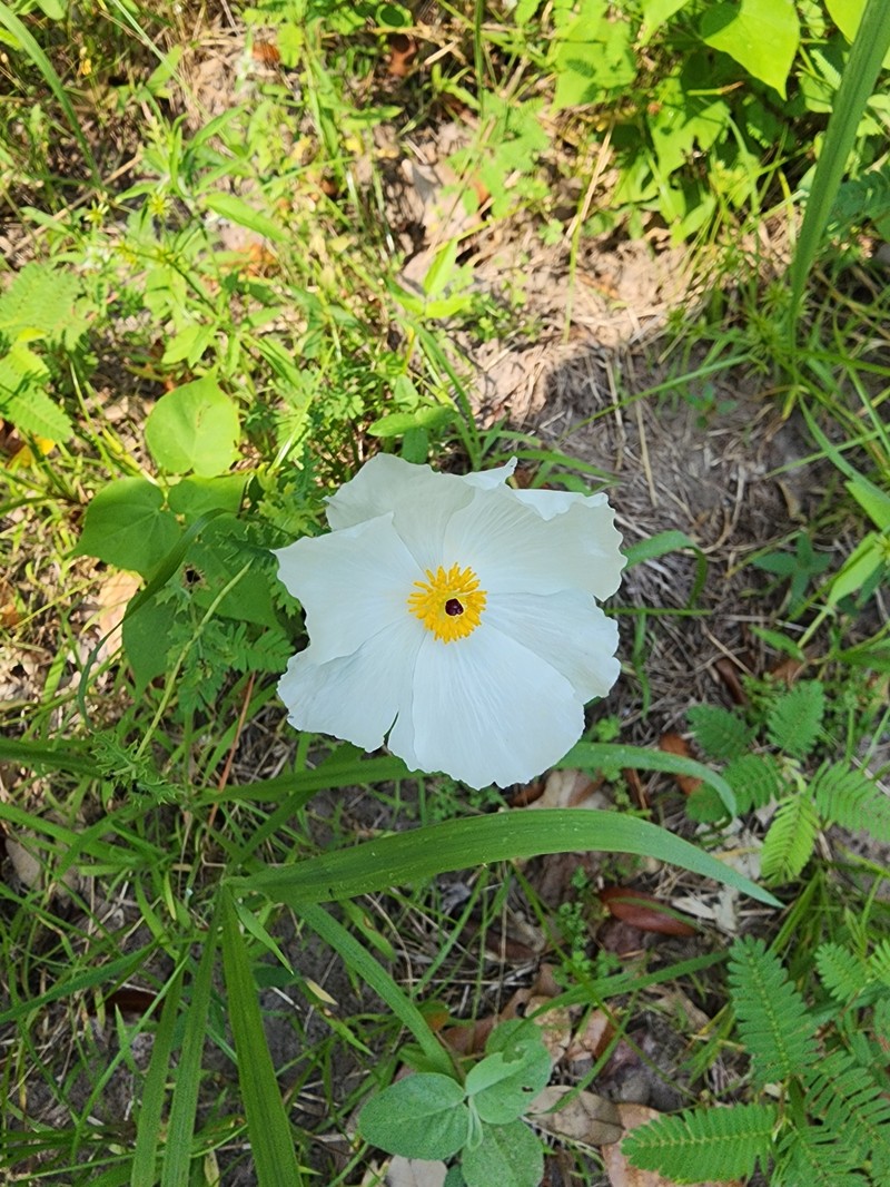 Argemone albiflora subsp. texana photo 6