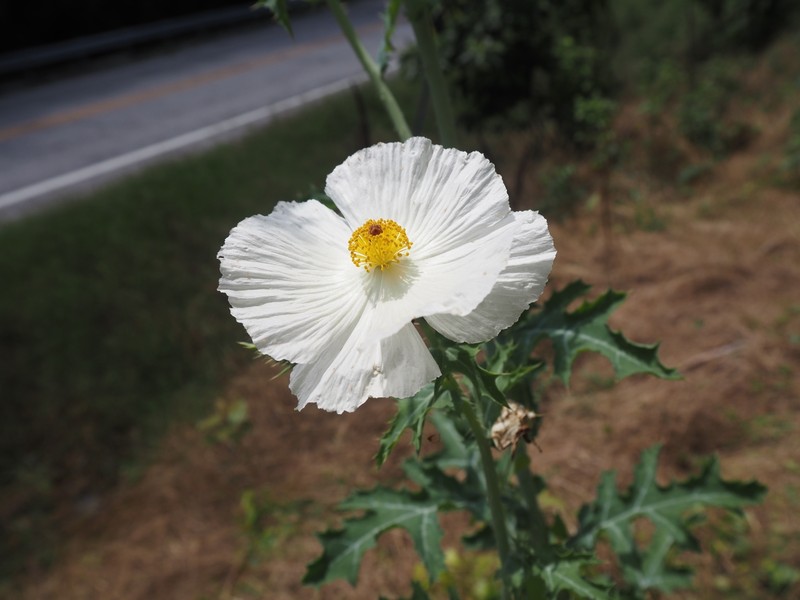 Argemone albiflora subsp. texana photo 7
