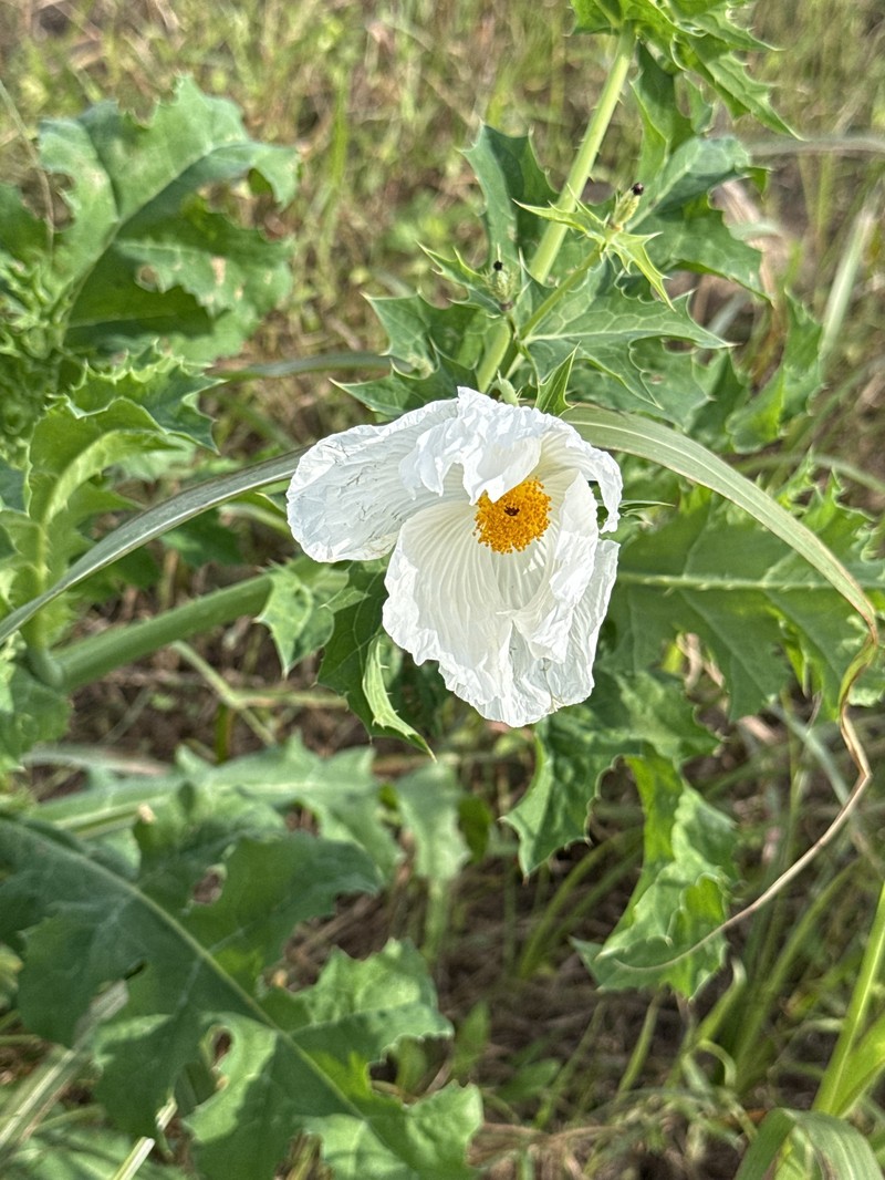 Argemone albiflora subsp. texana photo 8