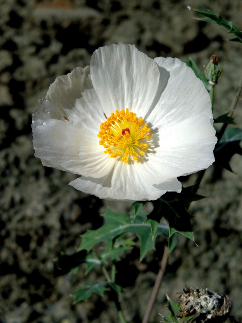 Argemone arida