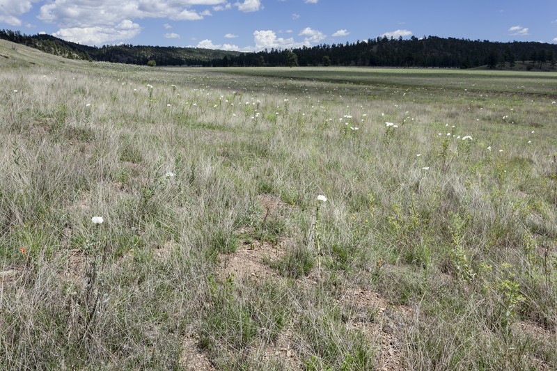 Arizona Pricklypoppy