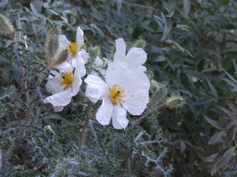 Arizona Pricklypoppy