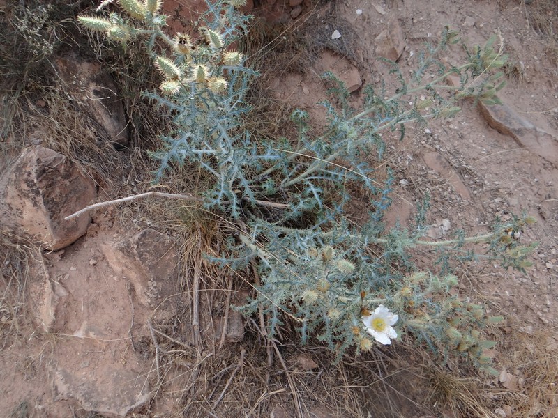 Arizona Pricklypoppy photo 2