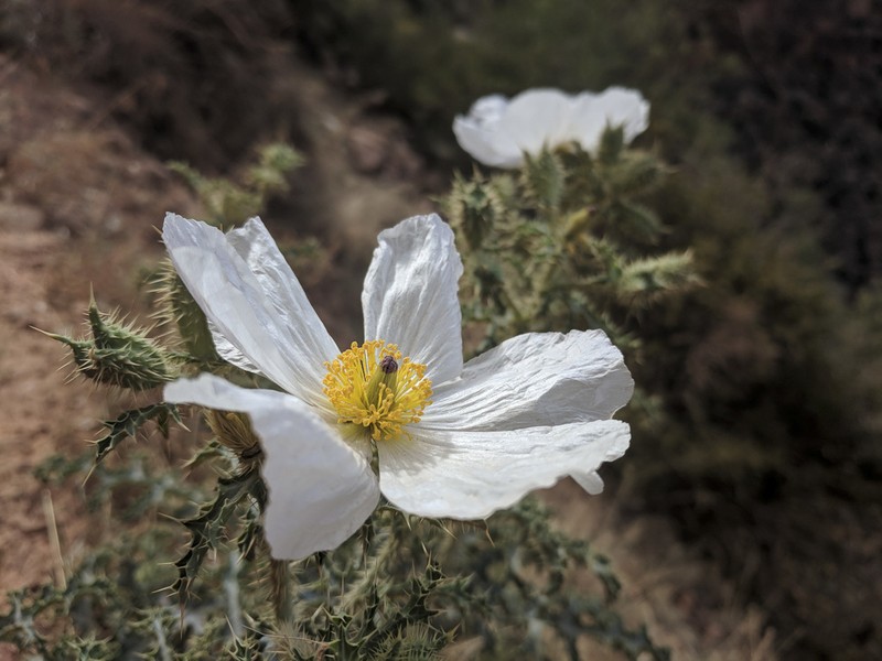Arizona Pricklypoppy photo 3