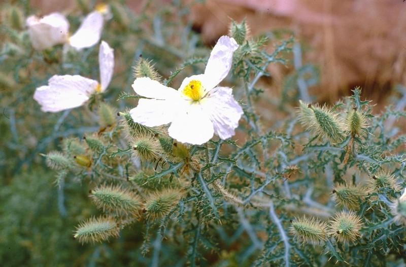 Arizona Pricklypoppy photo 5