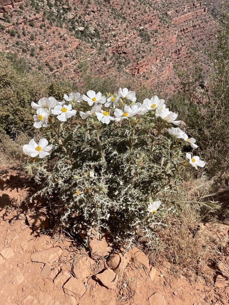Arizona Pricklypoppy photo 6