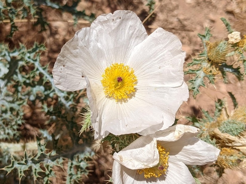 Arizona Pricklypoppy photo 7