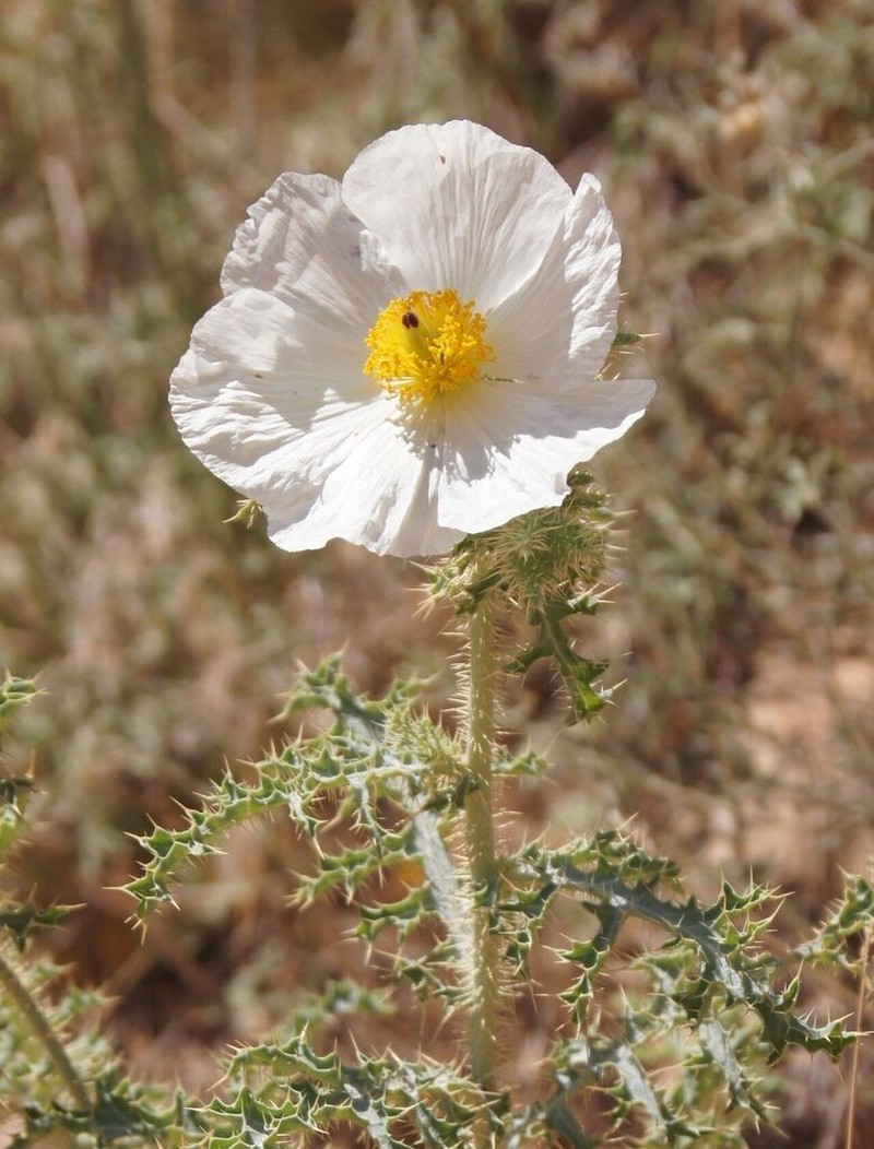 Arizona Pricklypoppy photo 8