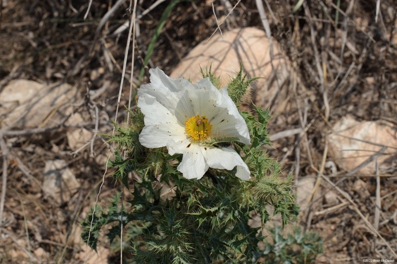 Texas Pricklypoppy