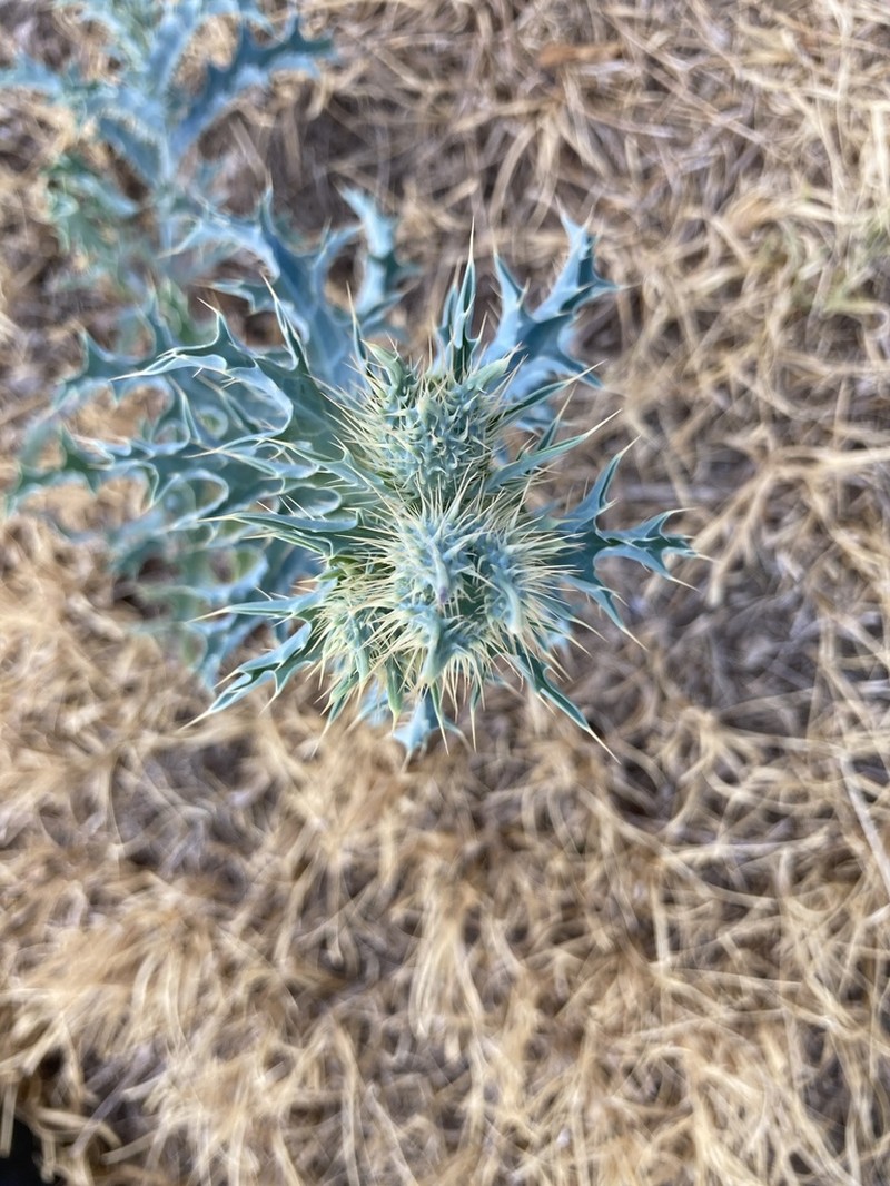 Texas Pricklypoppy photo 2