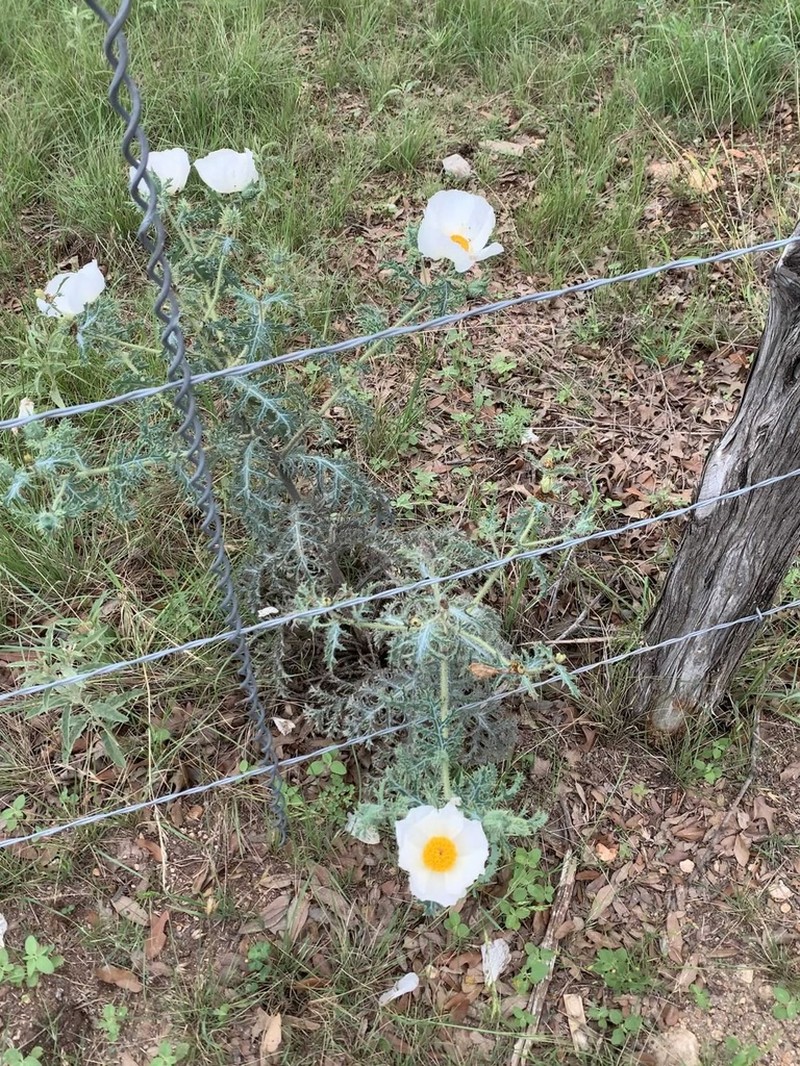 Texas Pricklypoppy photo 3