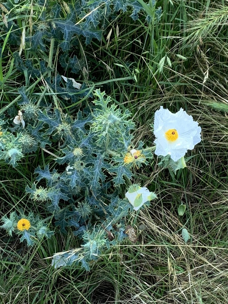 Texas Pricklypoppy photo 4