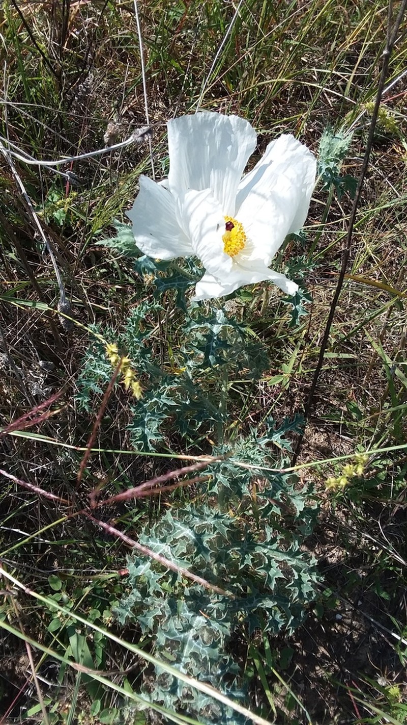 Texas Pricklypoppy photo 5