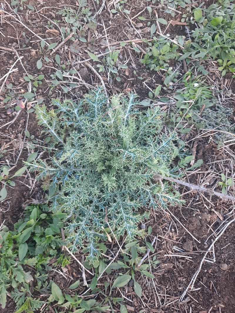Texas Pricklypoppy photo 6