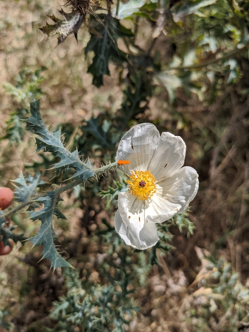 Texas Pricklypoppy photo 7