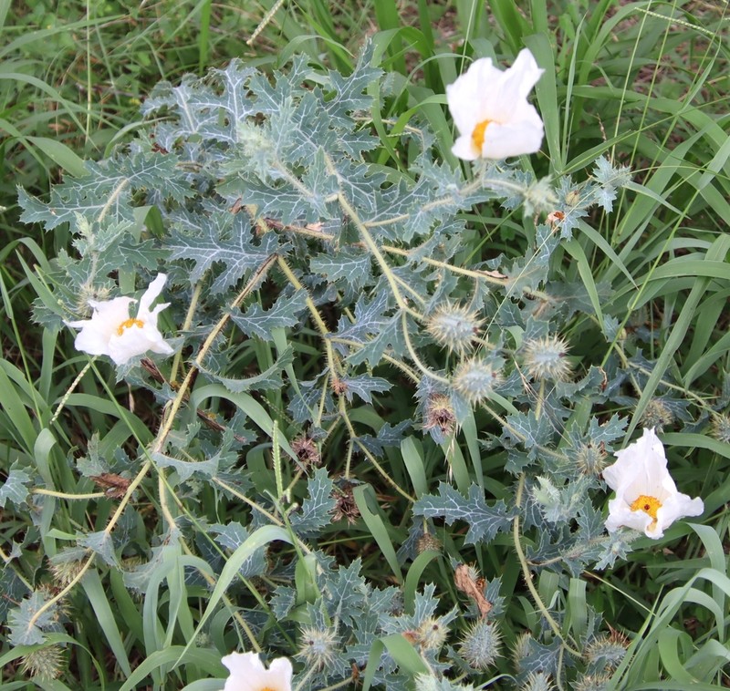 Texas Pricklypoppy photo 8