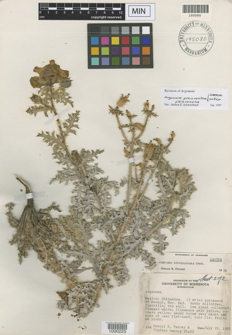 Argemone brevicornuta