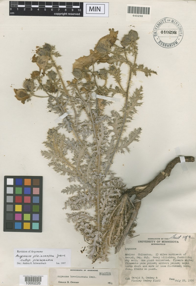 Argemone brevicornuta photo 2