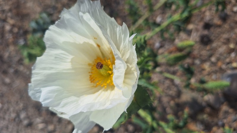 Argemone burkartii