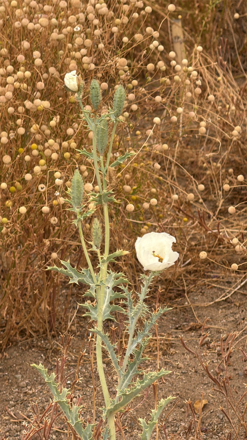 Argemone burkartii photo 2