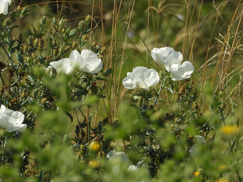 Argemone burkartii photo 3