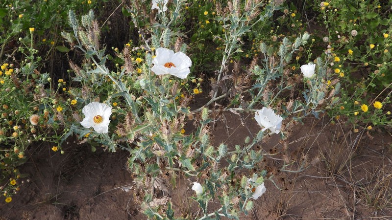 Argemone burkartii photo 4